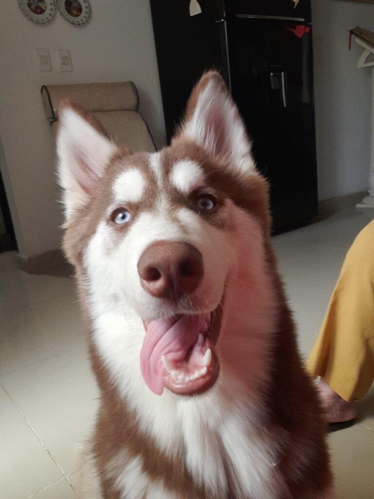 luna-loba-husky
